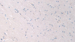 PANK4 Antibody in Immunohistochemistry (Paraffin) (IHC (P))