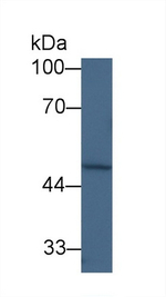 FPGS Antibody in Western Blot (WB)