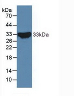 NOTCH2 Antibody in Western Blot (WB)