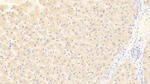 DKK4 Antibody in Immunohistochemistry (Paraffin) (IHC (P))