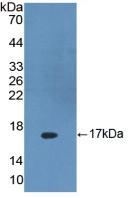 DKK4 Antibody in Western Blot (WB)
