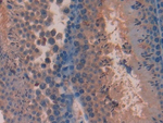 PACAP-38 Polyclonal Antibody