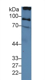 ITIH2 Antibody in Western Blot (WB)