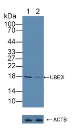 UBC9 Antibody in Western Blot (WB)
