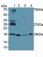 UBC9 Antibody in Western Blot (WB)