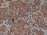 TEP1 Antibody in Immunohistochemistry (Paraffin) (IHC (P))