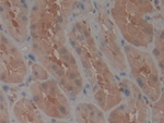 TEP1 Antibody in Immunohistochemistry (Paraffin) (IHC (P))