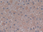 Complement C5a Antibody in Immunohistochemistry (Paraffin) (IHC (P))