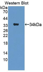 Complement C5a Antibody in Western Blot (WB)