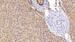 GP130 Antibody in Immunohistochemistry (Paraffin) (IHC (P))