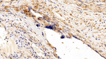 GP130 Antibody in Immunohistochemistry (Paraffin) (IHC (P))