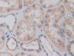 RARS Antibody in Immunohistochemistry (Paraffin) (IHC (P))