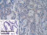 RARS Antibody in Immunohistochemistry (Paraffin) (IHC (P))