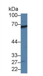 RARS Antibody in Western Blot (WB)