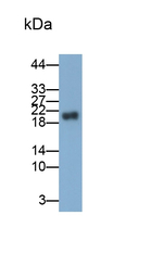 PNOC Antibody in Western Blot (WB)