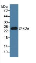 PNOC Antibody in Western Blot (WB)