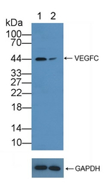 VEGFC Polyclonal Antibody