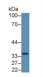 PTGER2 Antibody in Western Blot (WB)