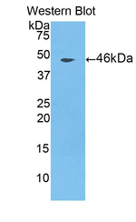 Cathepsin L Antibody in Western Blot (WB)