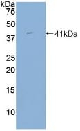 BAFF Receptor (CD268) Antibody in Western Blot (WB)