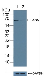 Asparagine Synthetase Antibody in Western Blot (WB)