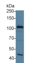 MYO1G Antibody in Western Blot (WB)