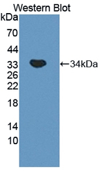MYO1G Antibody in Western Blot (WB)