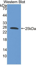 FAM5C Antibody in Western Blot (WB)
