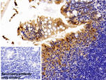 Thioredoxin 1 Antibody in Immunohistochemistry (Paraffin) (IHC (P))
