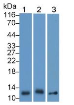 Thioredoxin 1 Antibody in Western Blot (WB)