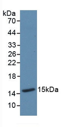 Thioredoxin 1 Antibody in Western Blot (WB)
