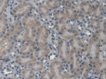 EPRS Antibody in Immunohistochemistry (Paraffin) (IHC (P))