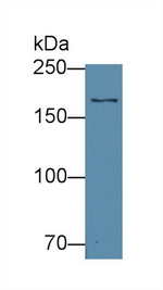 EPRS Antibody in Western Blot (WB)