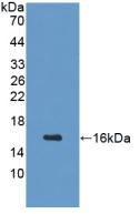 GHRH Antibody in Western Blot (WB)
