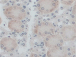 PEX1 Antibody in Immunohistochemistry (Paraffin) (IHC (P))
