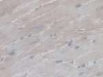 PEX1 Antibody in Immunohistochemistry (Paraffin) (IHC (P))