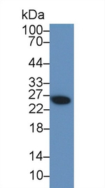 Galectin 3 Antibody in Western Blot (WB)