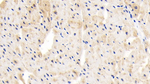 PLCL1 Polyclonal Antibody