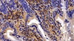 Annexin A6 Antibody in Immunohistochemistry (Paraffin) (IHC (P))