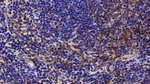 Annexin A6 Antibody in Immunohistochemistry (Paraffin) (IHC (P))