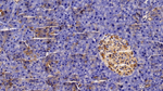Annexin A6 Antibody in Immunohistochemistry (Paraffin) (IHC (P))