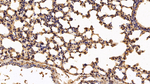Annexin A6 Antibody in Immunohistochemistry (Paraffin) (IHC (P))