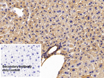 Annexin A6 Antibody in Immunohistochemistry (Paraffin) (IHC (P))