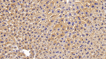 Annexin A6 Antibody in Immunohistochemistry (Paraffin) (IHC (P))