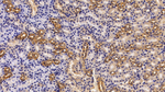 Annexin A6 Antibody in Immunohistochemistry (Paraffin) (IHC (P))