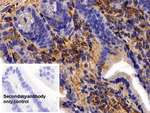 Annexin A6 Antibody in Immunohistochemistry (Paraffin) (IHC (P))