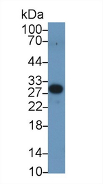 PEX2 Antibody in Western Blot (WB)