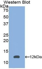 PEX2 Antibody in Western Blot (WB)