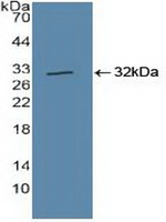 Cullin 1 Polyclonal Antibody