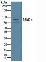 Cullin 1 Antibody in Western Blot (WB)